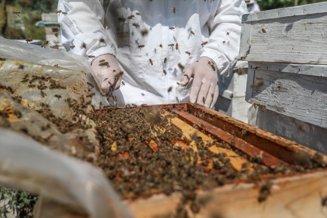 Bursa'da 4 arkadaş eşleriyle ürettikleri arı sütünü yurdun dört bir yanına gönderiyor