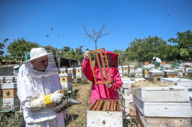 Bursa'da 4 arkadaş eşleriyle ürettikleri arı sütünü yurdun dört bir yanına gönderiyor