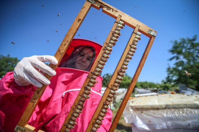 Bursa'da 4 arkadaş eşleriyle ürettikleri arı sütünü yurdun dört bir yanına gönderiyor