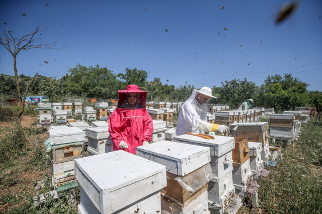 Bursa'da 4 arkadaş eşleriyle ürettikleri arı sütünü yurdun dört bir yanına gönderiyor