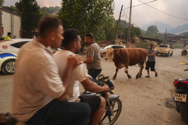 İzmir'deki yangınlar 3 noktada sürüyor