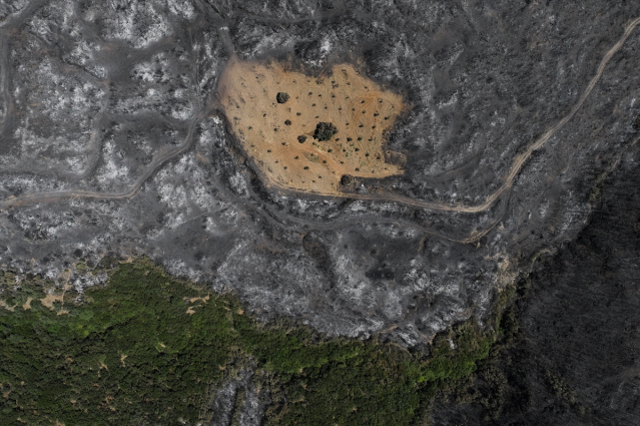 Ödemiş'te şaşırtan görüntü! Bir tek Ahmet Türk'ün arsası yanmadı