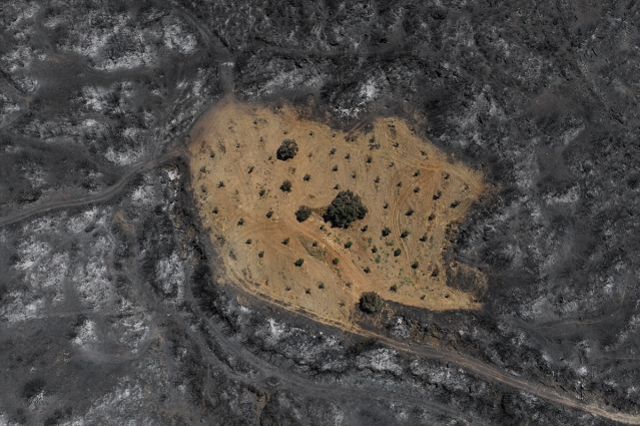 Ödemiş'te şaşırtan görüntü! Bir tek Ahmet Türk'ün arsası yanmadı