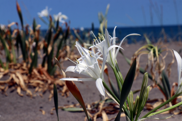 Güzelliğiyle büyüleyen kum zambaklarını koparması cüzdanı yakıyor