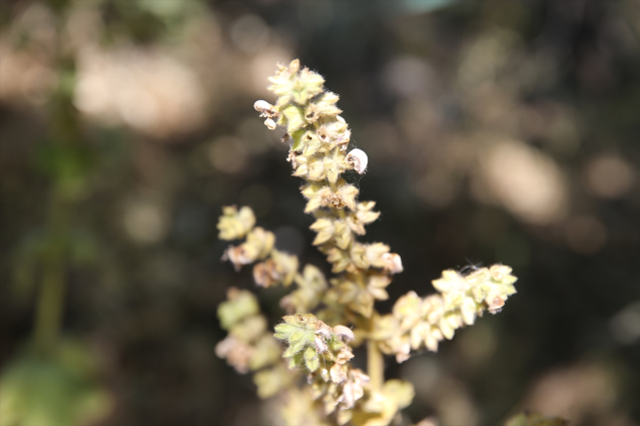 Köylüler mezarlıkta vardiyalı nöbet tutuyor! Koparılması halinde 500 bin lira cezası var