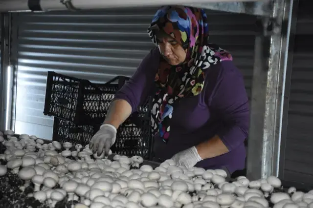 Ayda 15 ton satıyor! Memurluktan istifa edip bu işe girdi, şimdilerde paraya para demiyor
