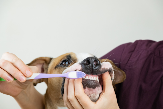 Köpek Sahiplenenlerin İhmal Etmemesi Gereken Bakım Rutinleri