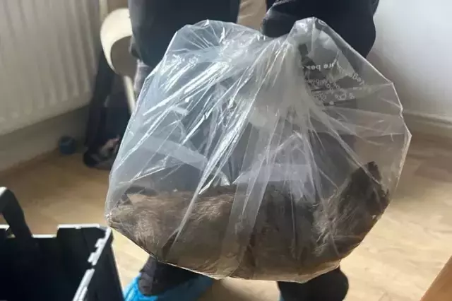 Görenler inanamıyor! Evin içerisinde yakalandı, tam 55 santimetre uzunluğunda