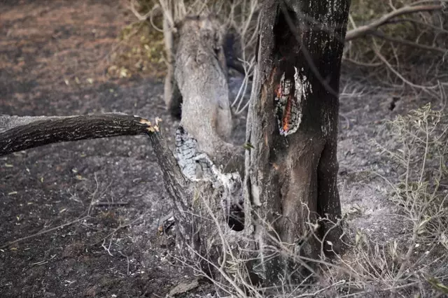 Çanakkale'de Yangında Tarihi Anılar Yok Oldu