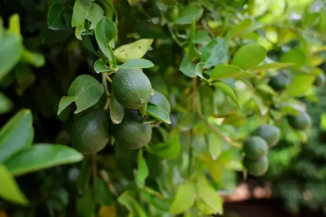 Zirai don piyasanın dengesini bozdu, limonun fiyatı 150 TL'yi aştı