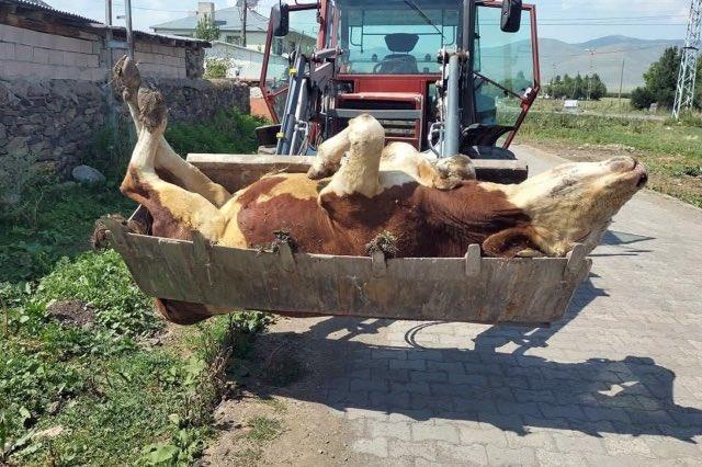 Ardahan'da ölen hayvan sayısı korkunç boyutlara ulaştı
