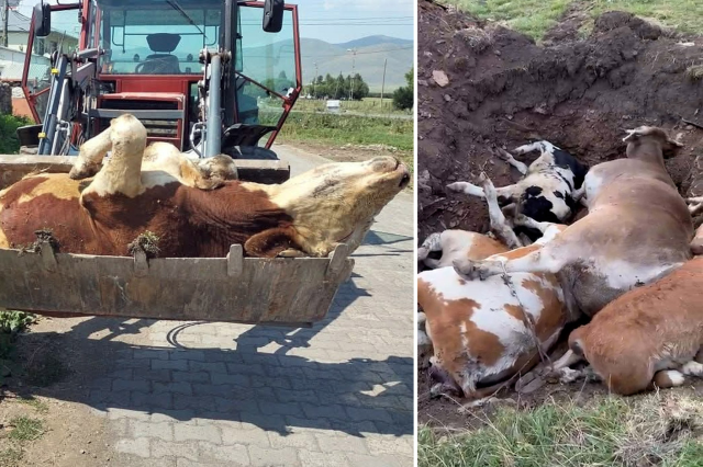 Ardahan'da durum içler acısı! Devasa hayvanları tek tek toprağa veriyorlar