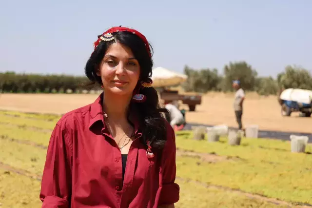 Turgutlu'da üzüm hasadı başladı! Kadınlar nöbet tutuyor.