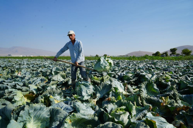 Kilosu 10 liradan satılıyor, hepsi 100 yıllık ata tohumu