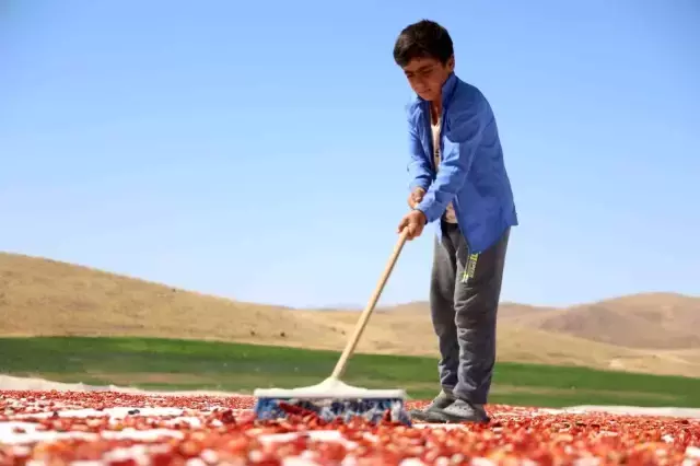 Kilosu 4 Euro'ya satılıyor! ABD, Fransa, İngiltere ve Hollanda'ya satılıyor