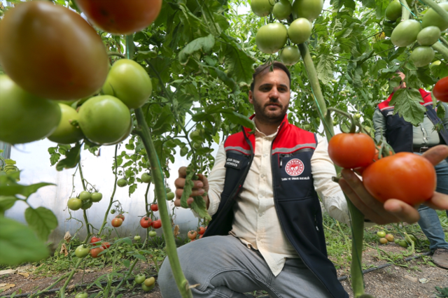 Çocuklar serada hasata katılıyor