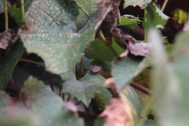 Artık tüm Türkiye'nin belası! Marketleri de istila edecekler