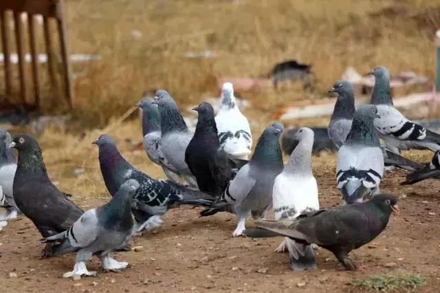 Değeri yarım milyondan fazla, yurt dışından bile talep görüyor
