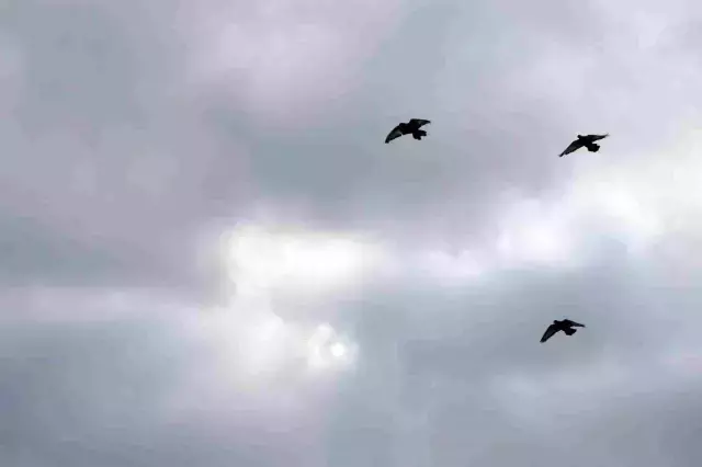 Değeri yarım milyondan fazla, yurt dışından bile talep görüyor