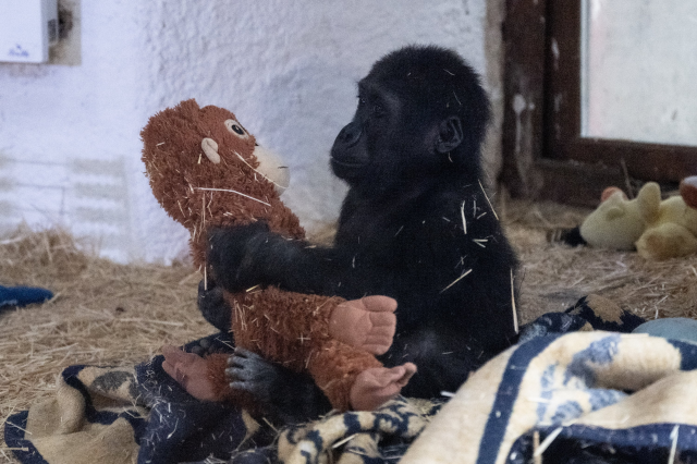Yavru goril 'Zeytin'den sevindiren haber