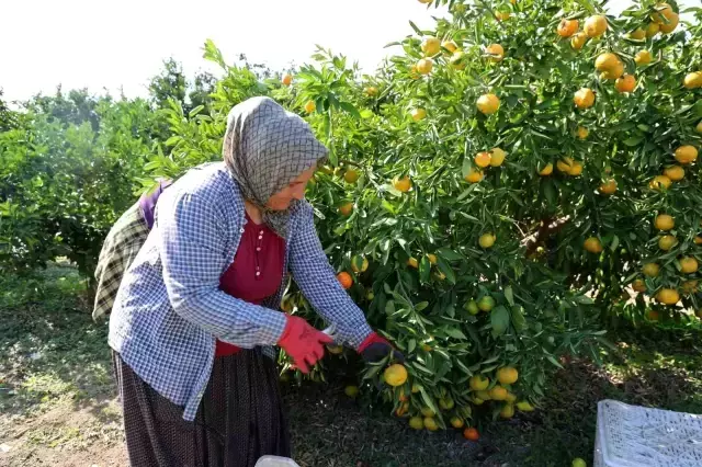 Çukurova mandalina bahçesi