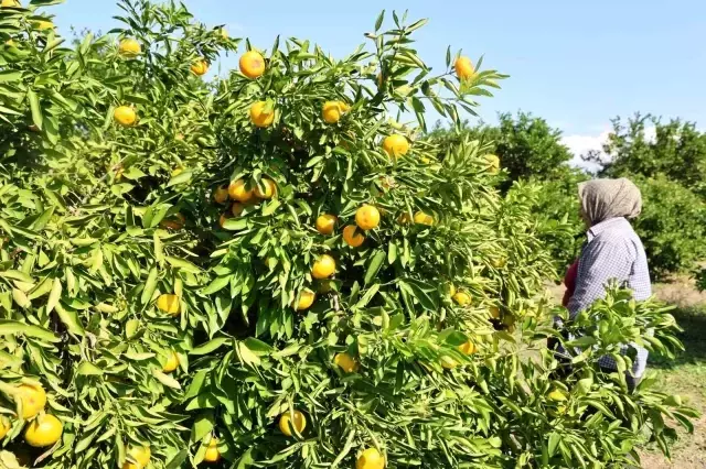 Mandalina toplama zamanı