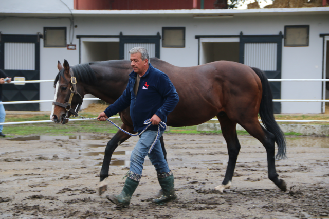 Yavruları 25 milyon dolar kazandıran efsane tay Türkiye'ye getirildi