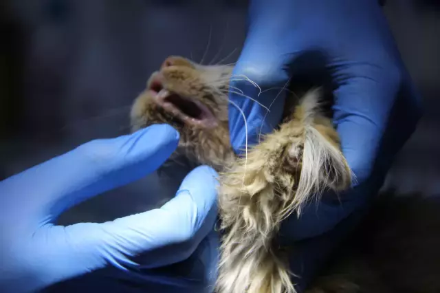 Bir il diken üstünde! Kedide AIDS tespit edildi