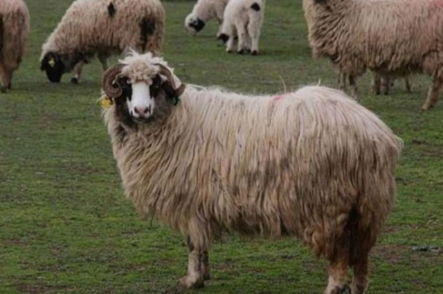 Tokat Gaziosmanpaşa Üniversitesi, Tescilli Karayaka Koyunu İçin Üretim Tesisi Kurdu