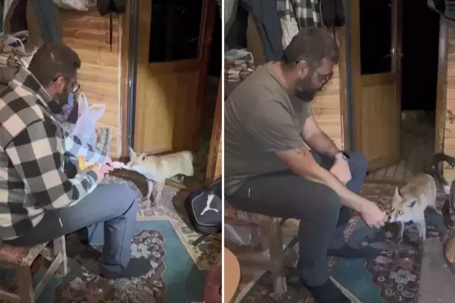 Dağ başında sıcak hikâye: Tilki barakaya girdi, Tilko oldu