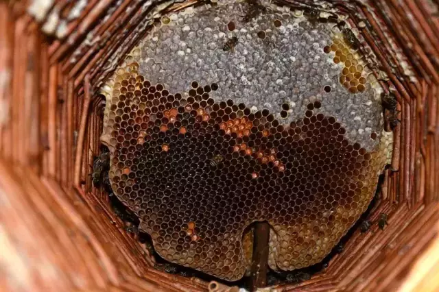 Evinin en güzel odasını tahsis etti! Kilosunu 10 bin TL'den satıyor