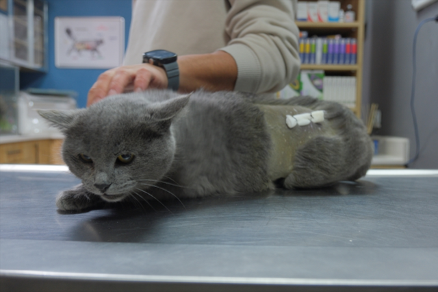 İştahsız kedisini veterinere götüren çift, hayatının şokunu yaşadı