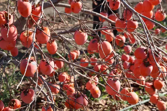 Köyde kurulan tesisle kurutulan cennet hurmaları Almanya'ya ihraç edildi