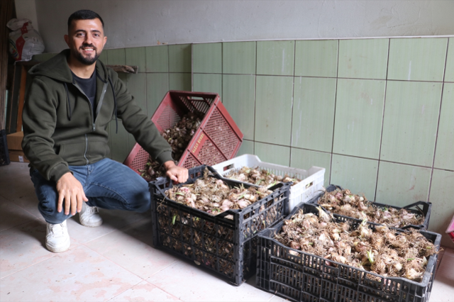 Adanalı girişimci, yetiştirdiği ak zambak soğanlarıyla ihracata hazırlanıyor