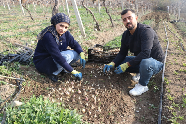Adanalı girişimci, yetiştirdiği ak zambak soğanlarıyla ihracata hazırlanıyor
