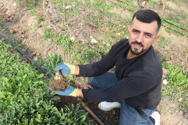 Adanalı girişimci, yetiştirdiği ak zambak soğanlarıyla ihracata hazırlanıyor