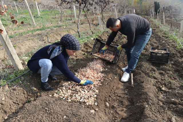 Adanalı girişimci, yetiştirdiği ak zambak soğanlarıyla ihracata hazırlanıyor