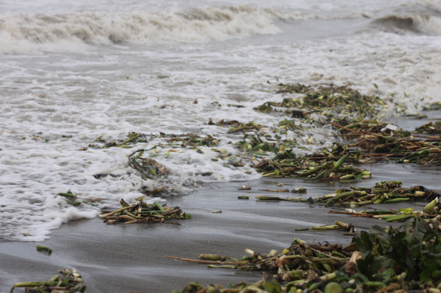 Denizin dibinden çıktı, tüm sahili kapladı