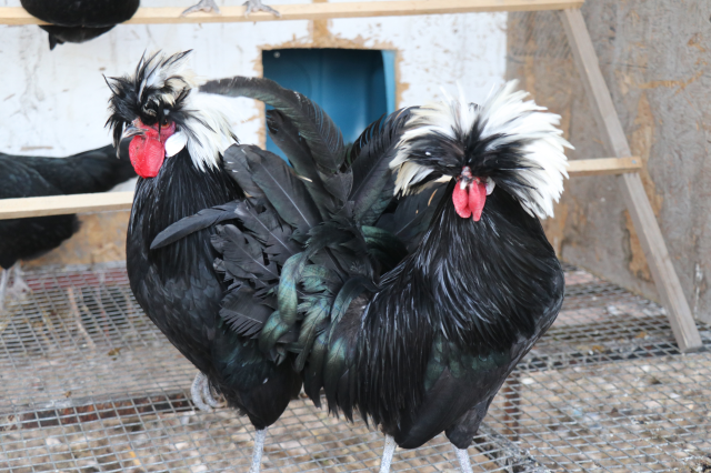 Sosyal medyada görür görmez gurbetteki akrabalarını aradı! Her birine gözü bakıyor