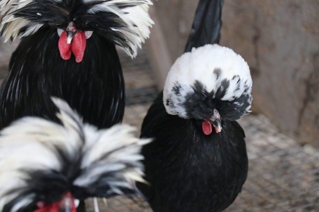 Sosyal medyada görür görmez gurbetteki akrabalarını aradı! Her birine gözü bakıyor