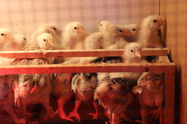 Sosyal medyada görür görmez gurbetteki akrabalarını aradı! Her birine gözü bakıyor