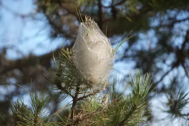 Hem ağaca hem insanlara zararı var: Samsun ormanlarında çam kese tırtılı istilası