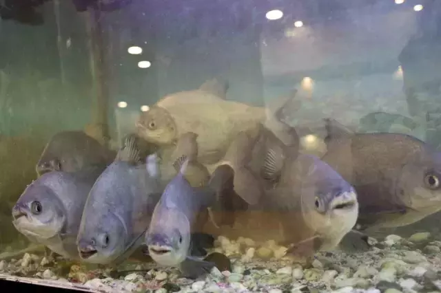 8 adet pirana balığı 12 yıldır kelle paçayla besleniyor