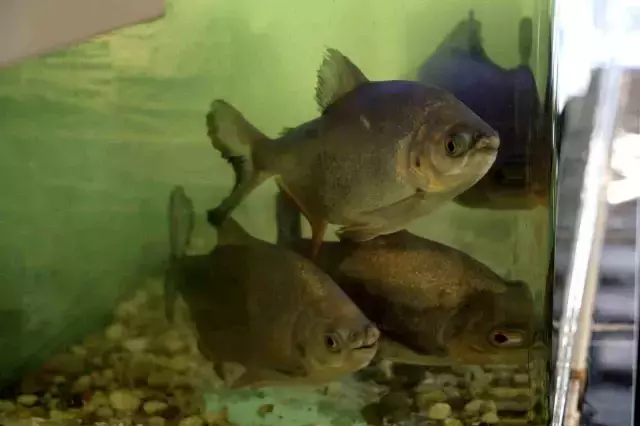 8 adet pirana balığı 12 yıldır kelle paçayla besleniyor