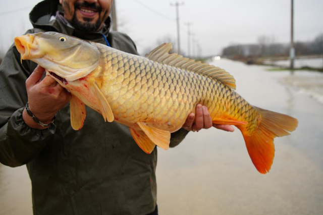 Tarlanın ortasından çıktı! Tartıda tam 7 kilo geldi
