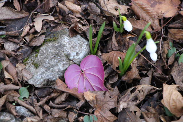 Avrupa resmen peşine düştü! Milli servetimizi kaçırmak istiyorlar