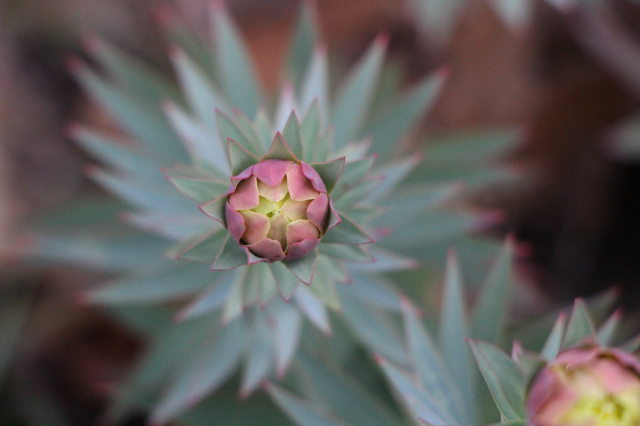 Avrupa resmen peşine düştü! Milli servetimizi kaçırmak istiyorlar