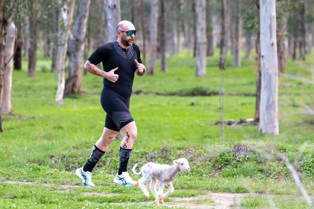 Parkura atlayan kuzu yarışmaya renk kattı: İnsanın vegan olası geliyor