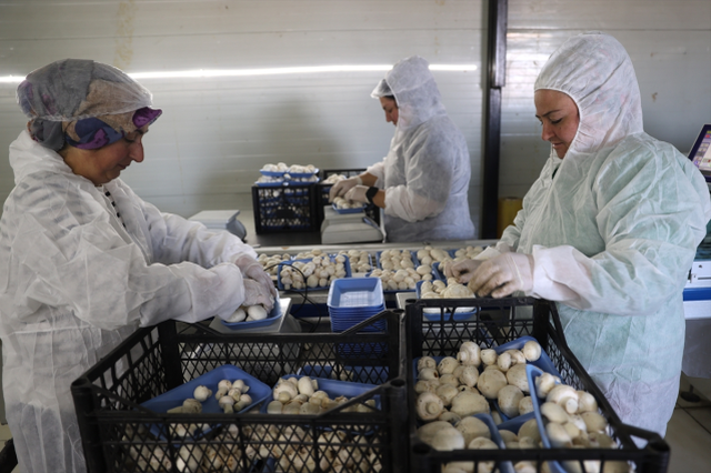 İngilizce öğretmenliğini bırakıp kurduğu tesiste günde 2 ton mantar üretiyor
