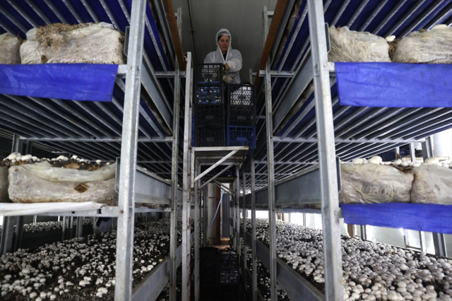 İngilizce öğretmenliğini bırakıp kurduğu tesiste günde 2 ton mantar üretiyor